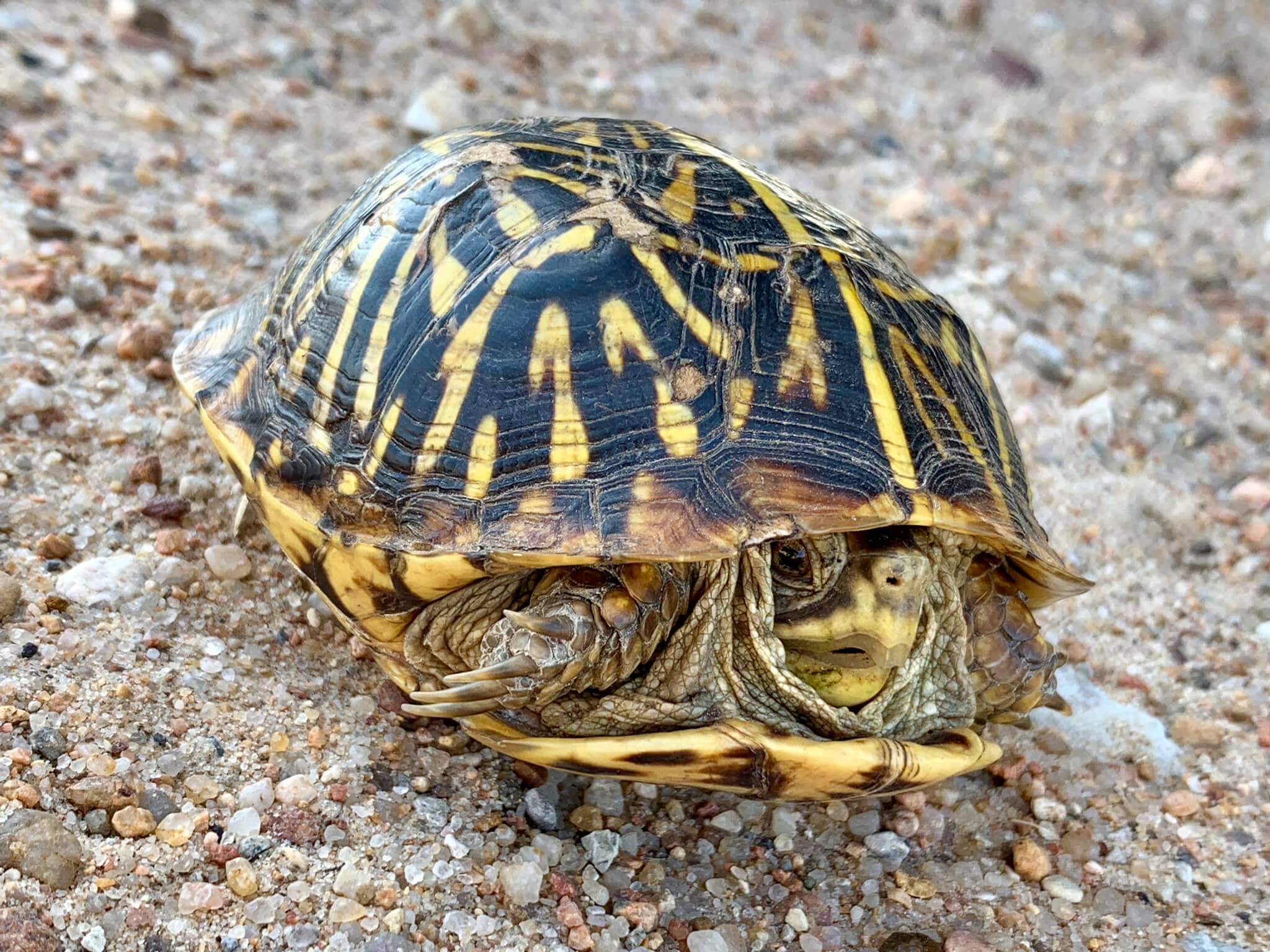 Turtle Breeds: 33 Pet Turtles For Beginners