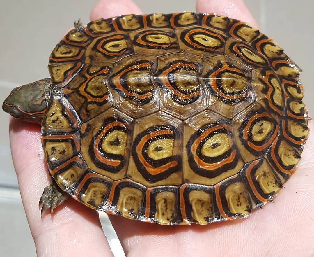 Turtle Breeds: 33 pet turtles for beginners