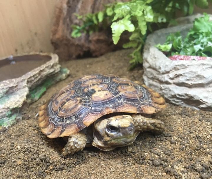 Top 10 Best Pet Tortoise Breeds For Beginners