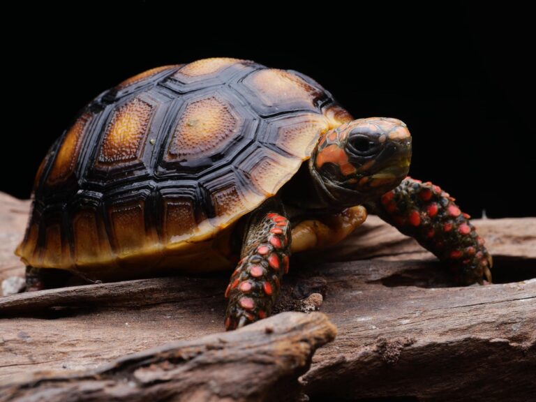 Top 10 Best Pet Tortoise Breeds for Beginners