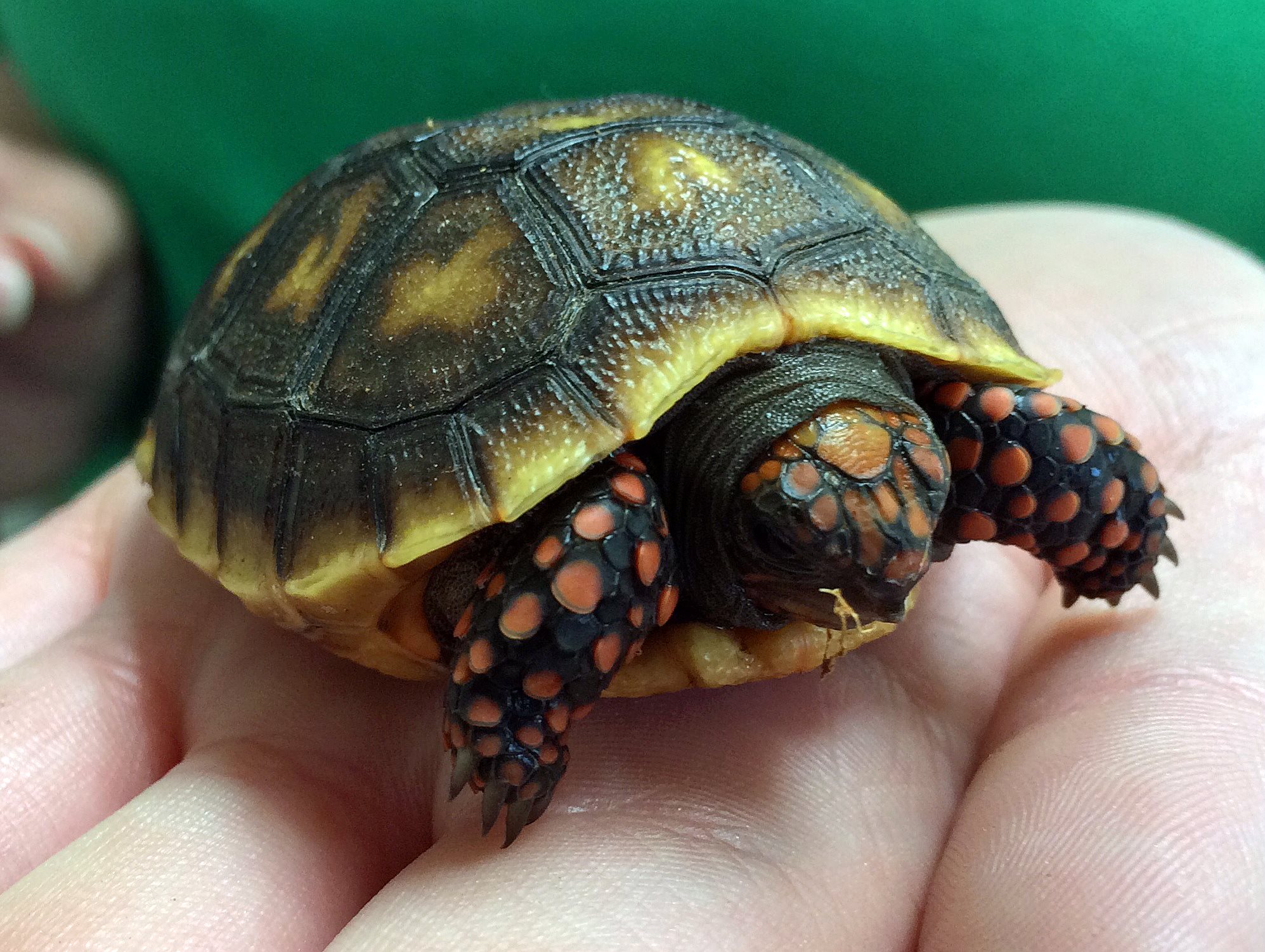 Red-Footed Tortoise: All You Need to Learn