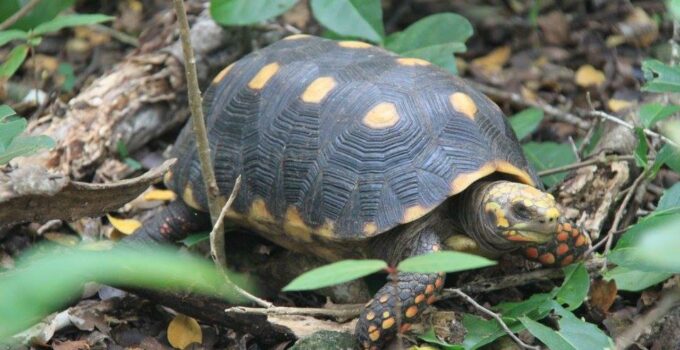 Red-Footed Tortoise: All You Need to Learn