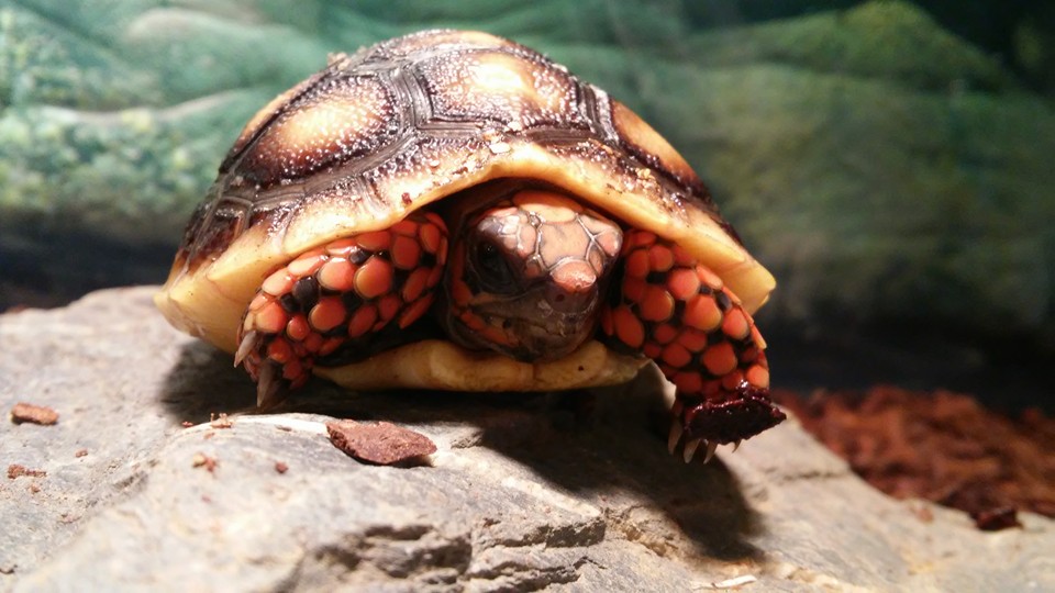 Red-footed Tortoise: All You Need To Learn