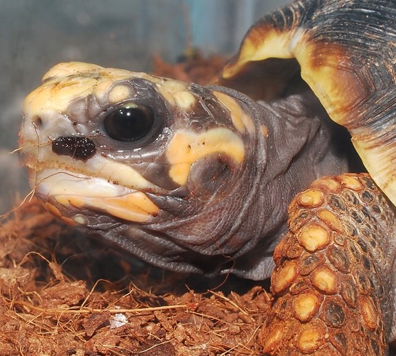 Red-Footed Tortoise: All You Need to Learn