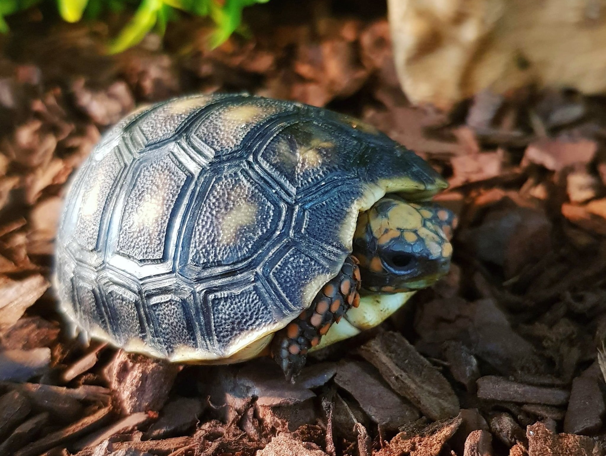 Red-Footed Tortoise: All You Need to Learn