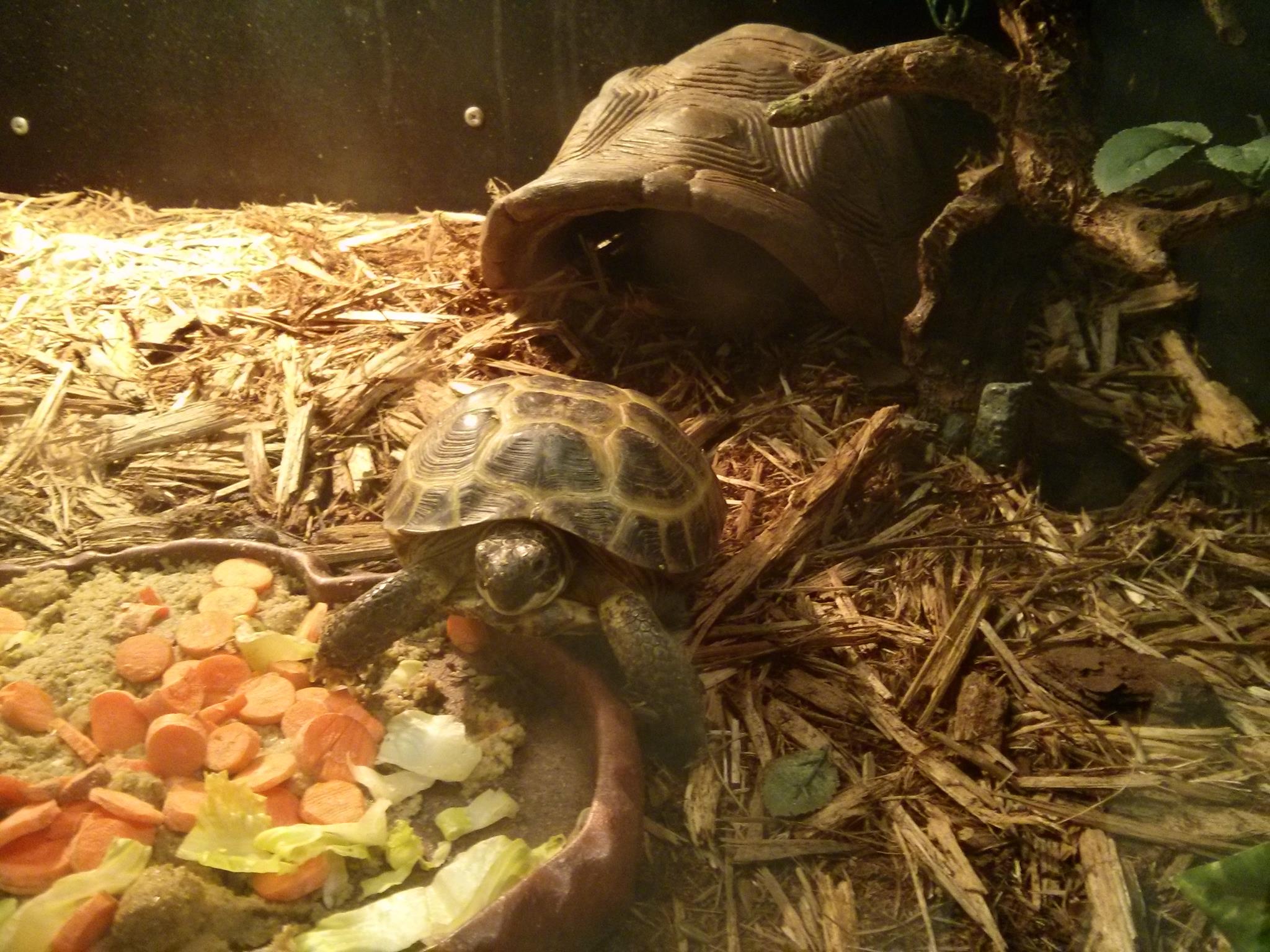 Russian Tortoise Care Sheet: Habitat, Diet and Enclosure