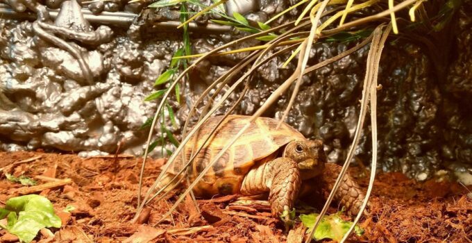 Russian Tortoise Care Sheet: Habitat, Diet and Enclosure