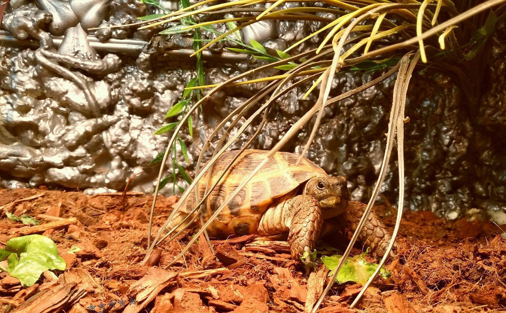 Russian Tortoise Care Sheet: Habitat, Diet And Enclosure