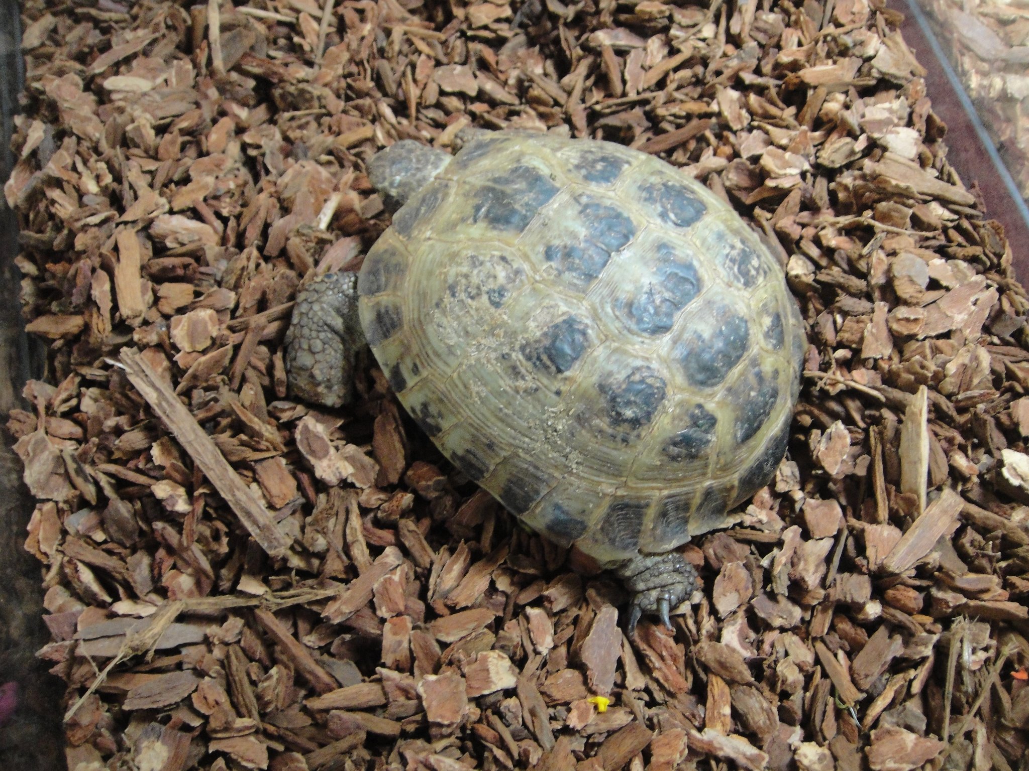 Russian Tortoise Care Sheet: Habitat, Diet and Enclosure