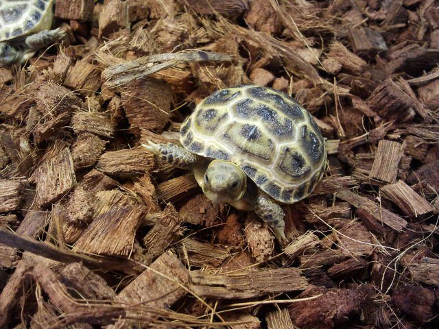 Russian Tortoise Care Sheet: Habitat, Diet and Enclosure