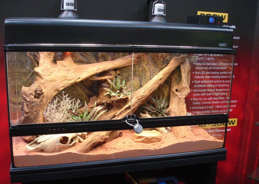 Reptile Terrarium Everything: Best Tanks for Setup, Buying Guide, Setup ...