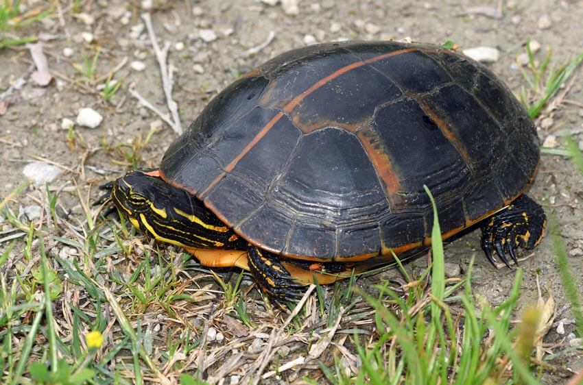 Turtle Breeds: 33 pet turtles for beginners