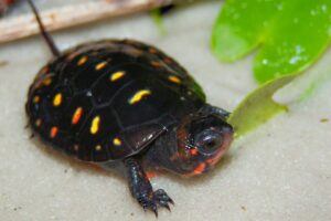 Turtle Breeds: 33 pet turtles for beginners