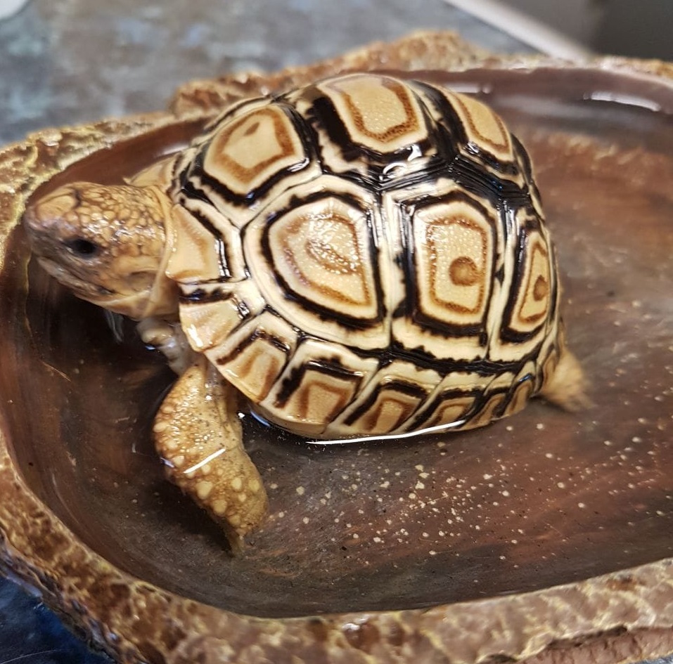 Top 10 Best Pet Tortoise Breeds for Beginners