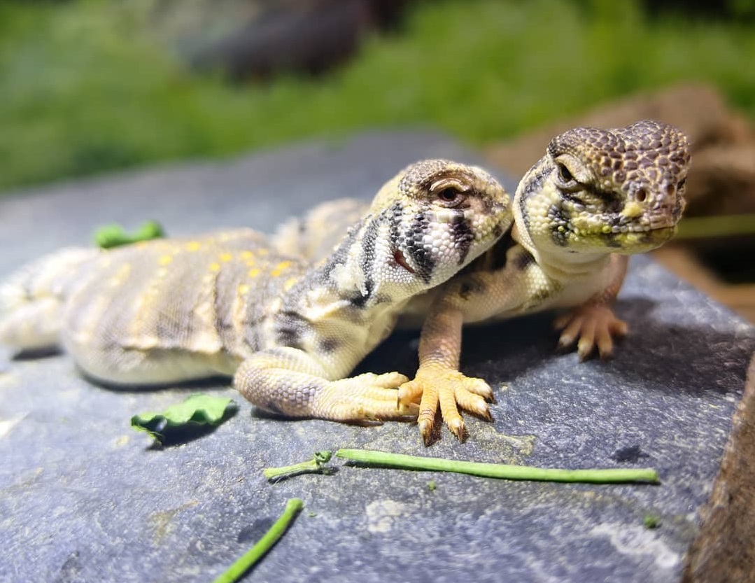 20 Best Pet Lizards For Beginner
