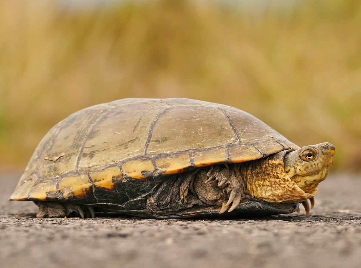 Turtle Breeds: 33 pet turtles for beginners