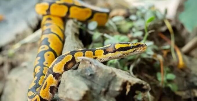 Ball Python Humidity and Temperature: Complete Guide - The Reptile Bay