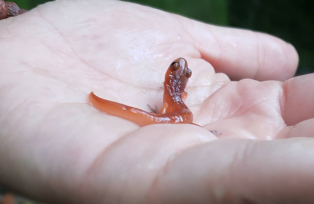 What do Salamanders Eat? Diet & Feeding Tips