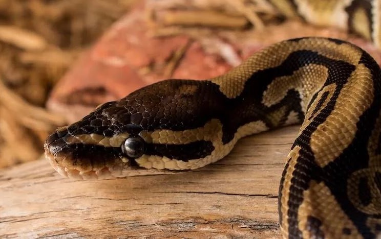 Ball Python Humidity and Temperature: Complete Guide - The Reptile Bay