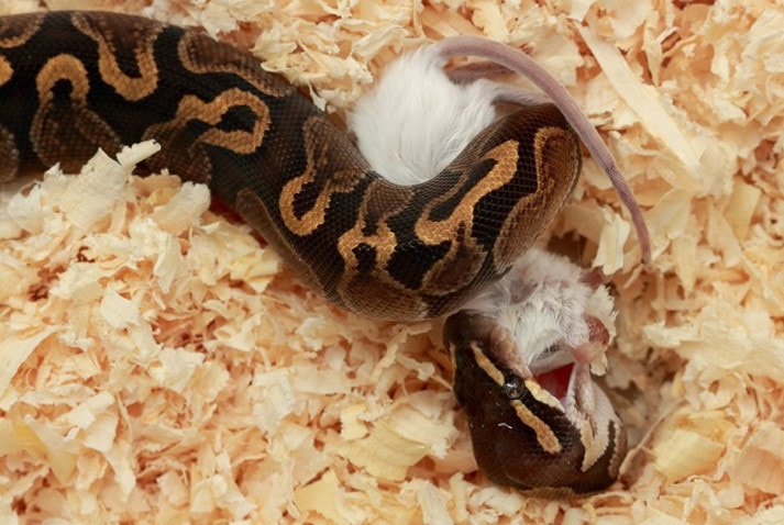 Ball Python Feeding Chart, Tips, Schedule n Diet - The Reptile Bay
