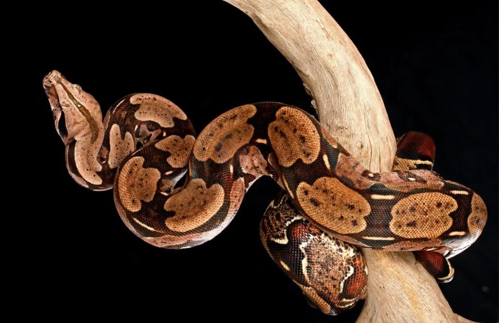 Ball Python Feeding Chart, Tips, Schedule N Diet