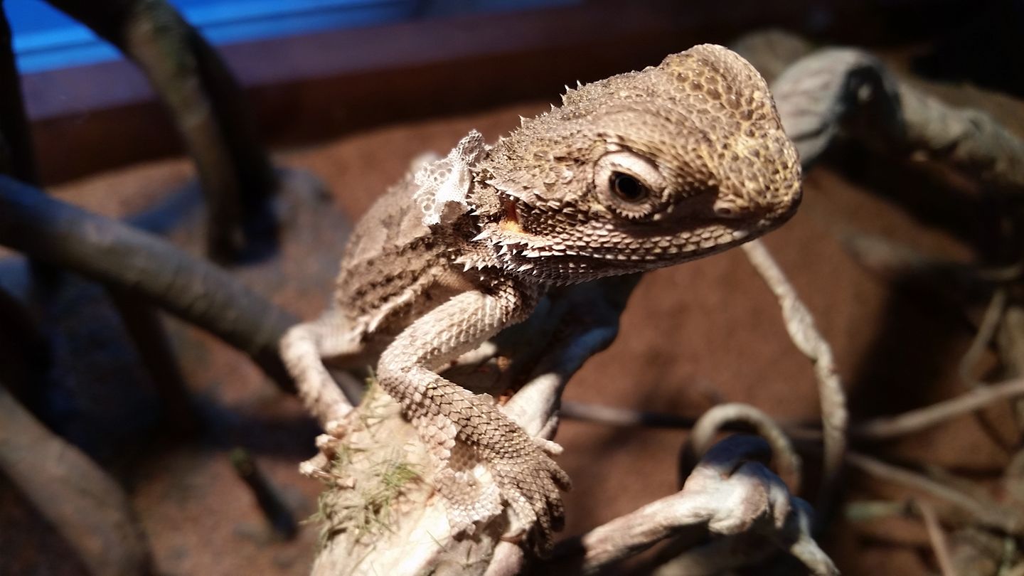 Bearded Dragon Shedding The Complete Guide to Know