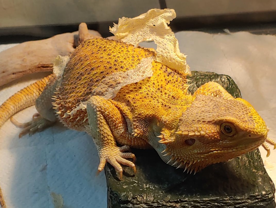 bearded-dragon-shedding-the-complete-guide-to-know