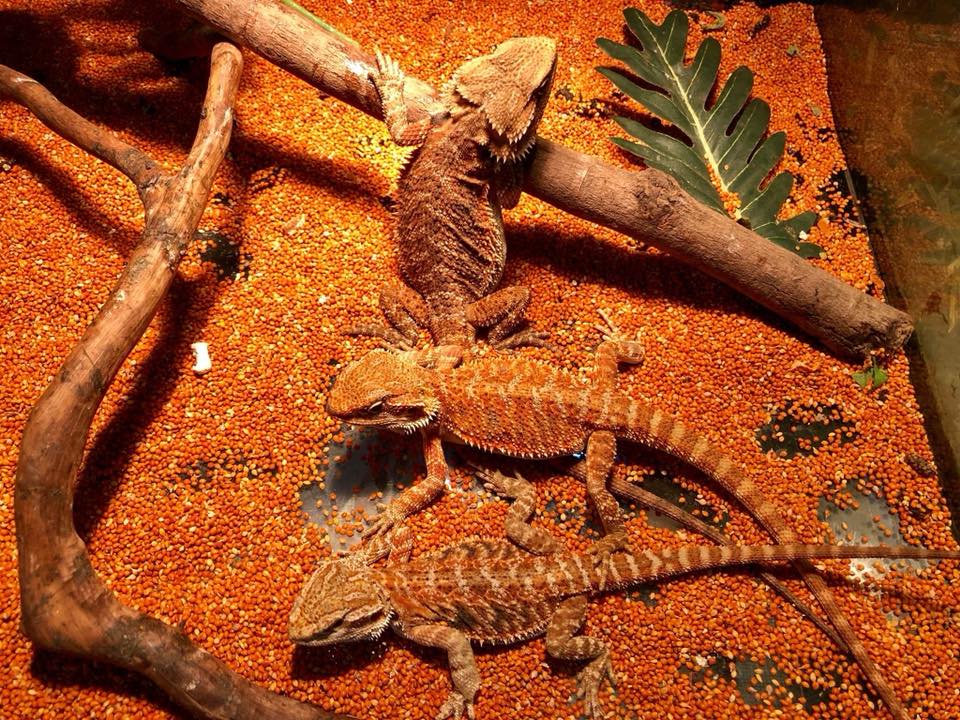 Bearded Dragon Habitat 7 Tips to Create The Most Effective Closure