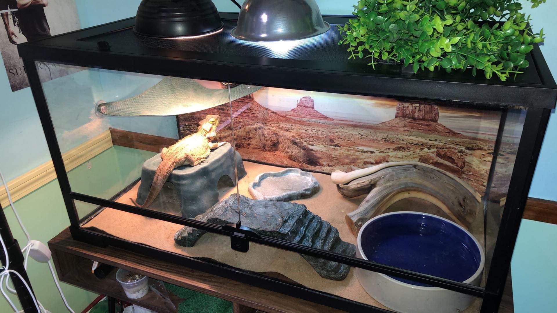 Reptile Terrarium Everything: Best Tanks for Setup, Buying Guide, Setup ...