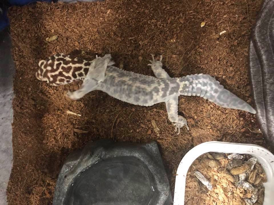 Leopard Gecko Shedding: The Symptoms, Stuck Shed, Tips And More