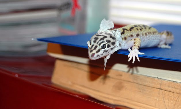 Leopard Gecko Shedding: The Symptoms, Stuck Shed, Tips And More