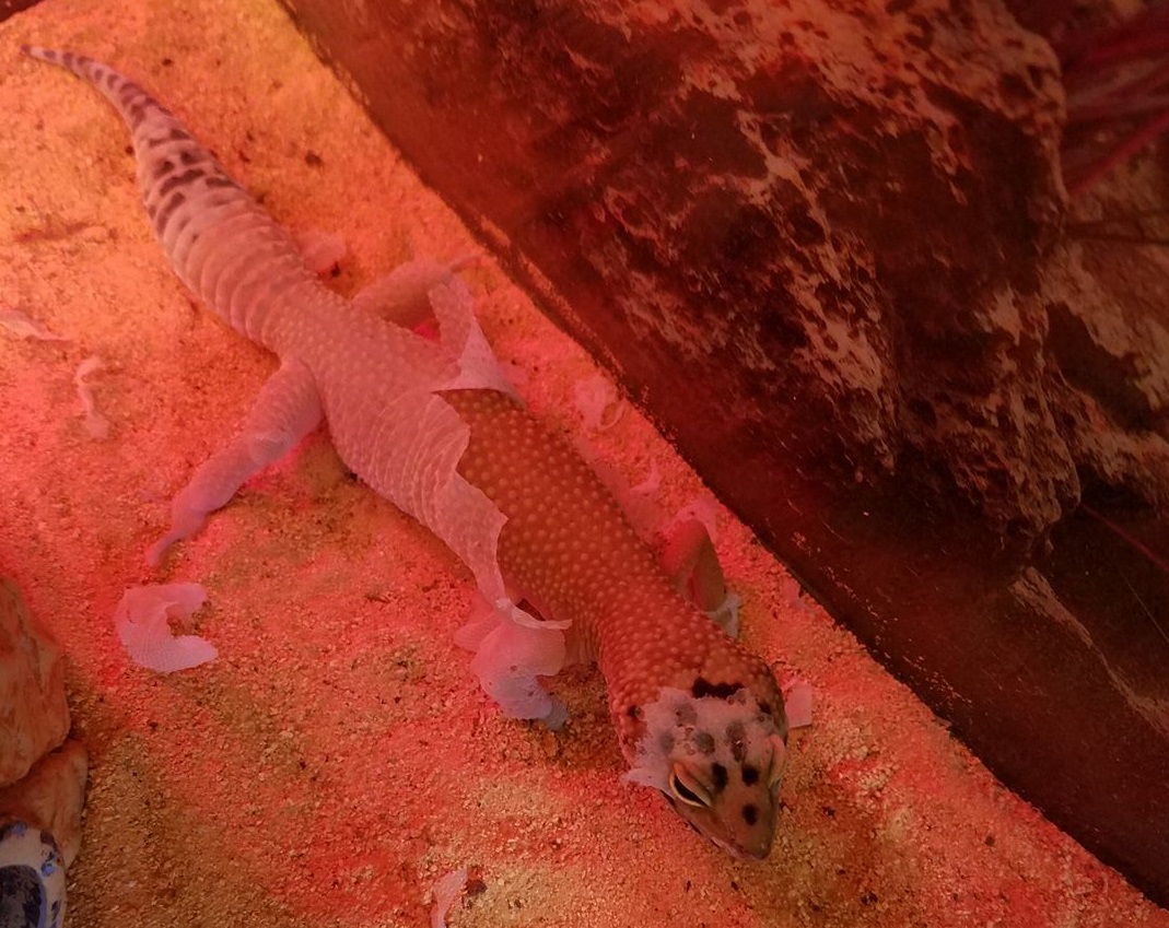 Leopard Gecko Shedding: The Symptoms, Stuck Shed, Tips And More