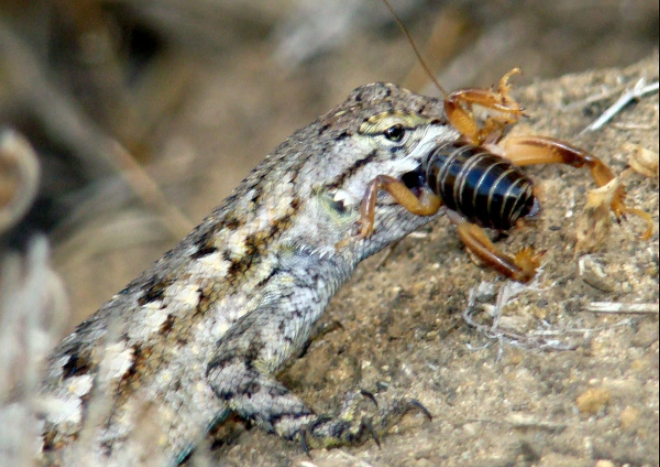 What do Lizards eat? Diet in the Wild & Pets - The Reptile Bay