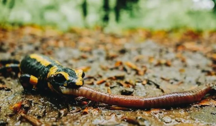 What do Salamanders Eat? Diet & Feeding Tips