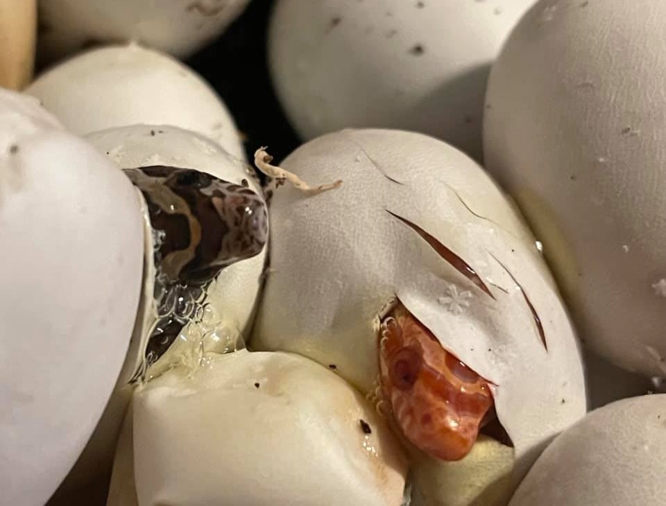 Snakes lay eggs? 3 ways snakes give birth