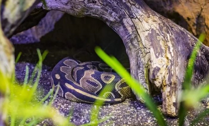 Ball Python Humidity and Temperature: Complete Guide - The Reptile Bay