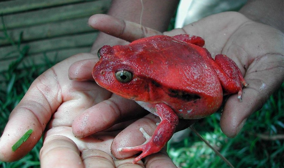 Tomato Frog What To Beware of before purchasing