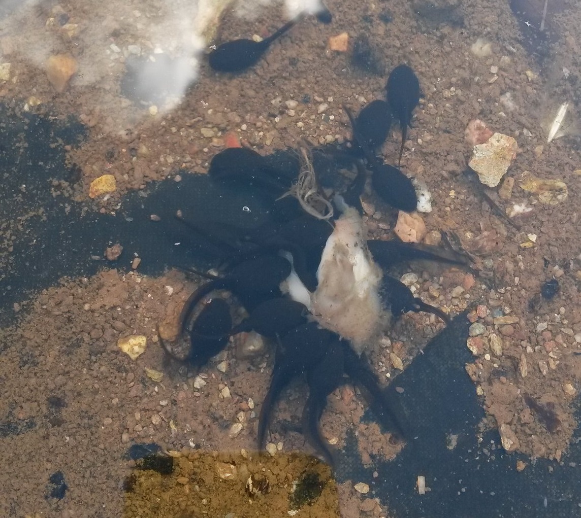 what-do-tadpoles-eat-raising-feeding-tadpoles