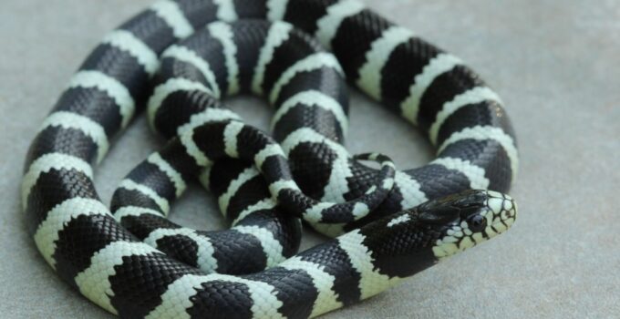 California Kingsnake: Are These Gorgeous Snakes Is It Right For You?