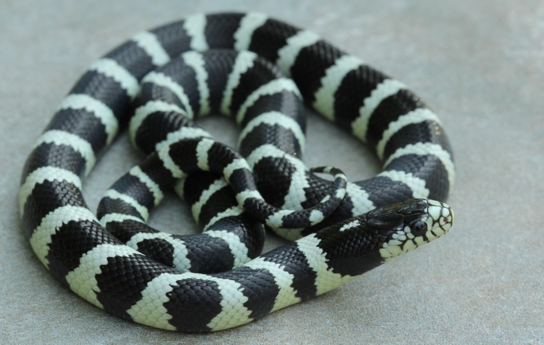 California Kingsnake: Are These Gorgeous Snakes Is It Right For You?