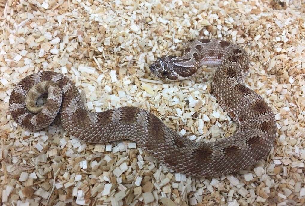 Western Hognose Snake: Care Guide, Enclosure, Behavior, Size