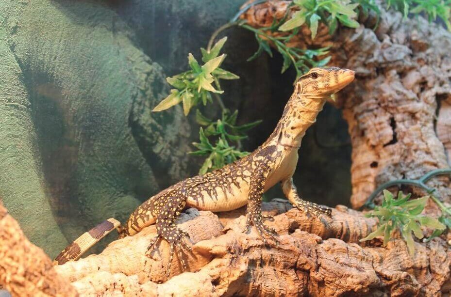 Asian Water Monitor Care And Facts What You Need To Be Aware Of