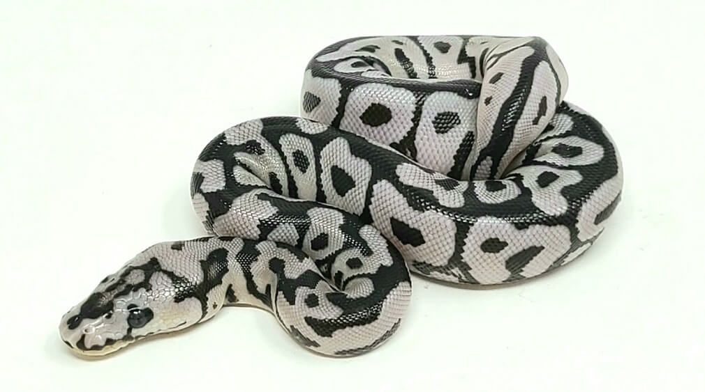 Best Beginner Ball Python Morphs at Michael Gates blog