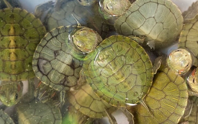 8 Tips For Baby Red-Eared Slider: Feeding & Caring