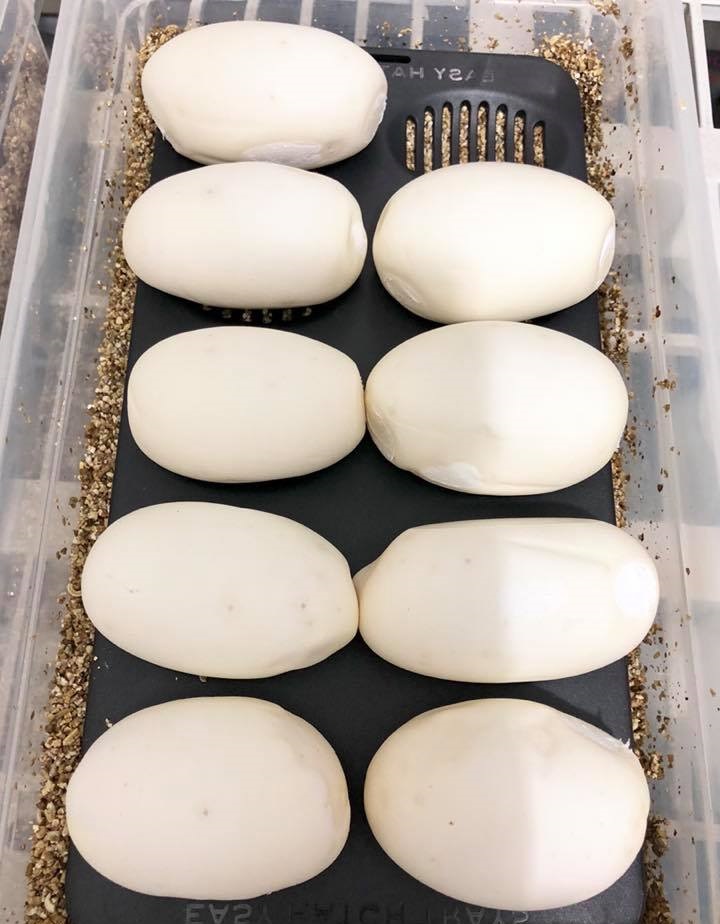 The Complete Ball Python Breeding Guide: Timeline, Incubation... - The ...