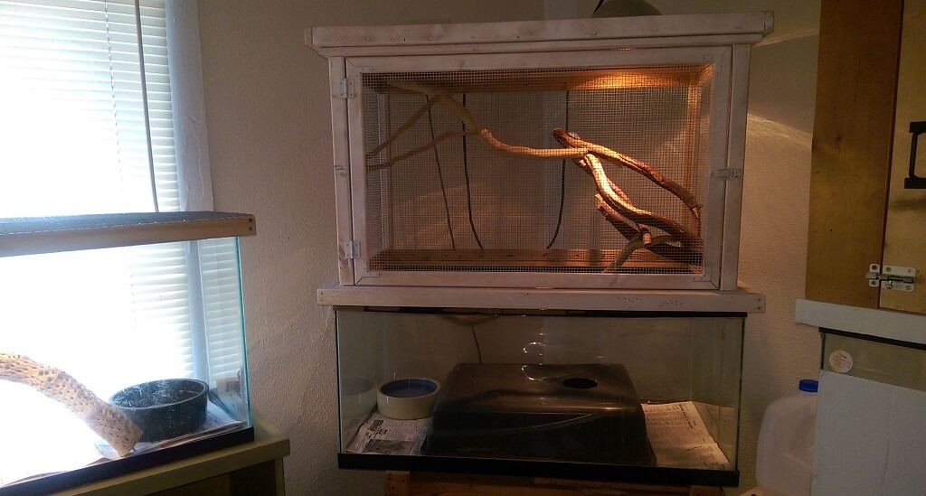 Banana Ball Python Care Sheet for Beginners