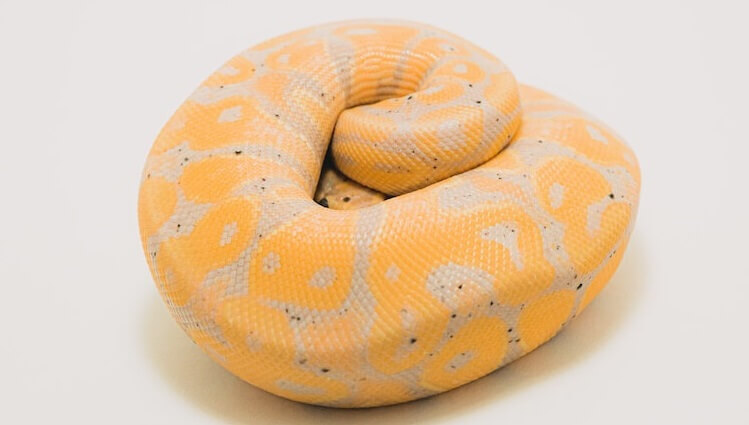 Banana Ball Python Care Sheet for Beginners