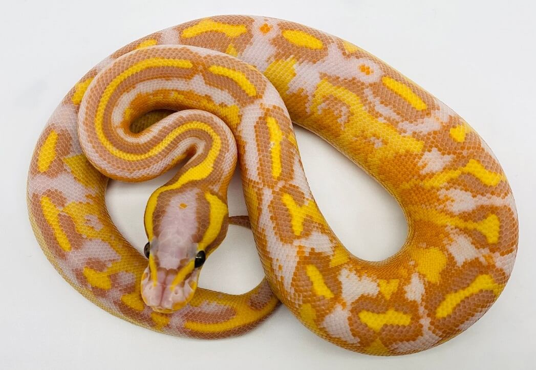 45+ Ball Python Morphs AZ Morph Color Chart