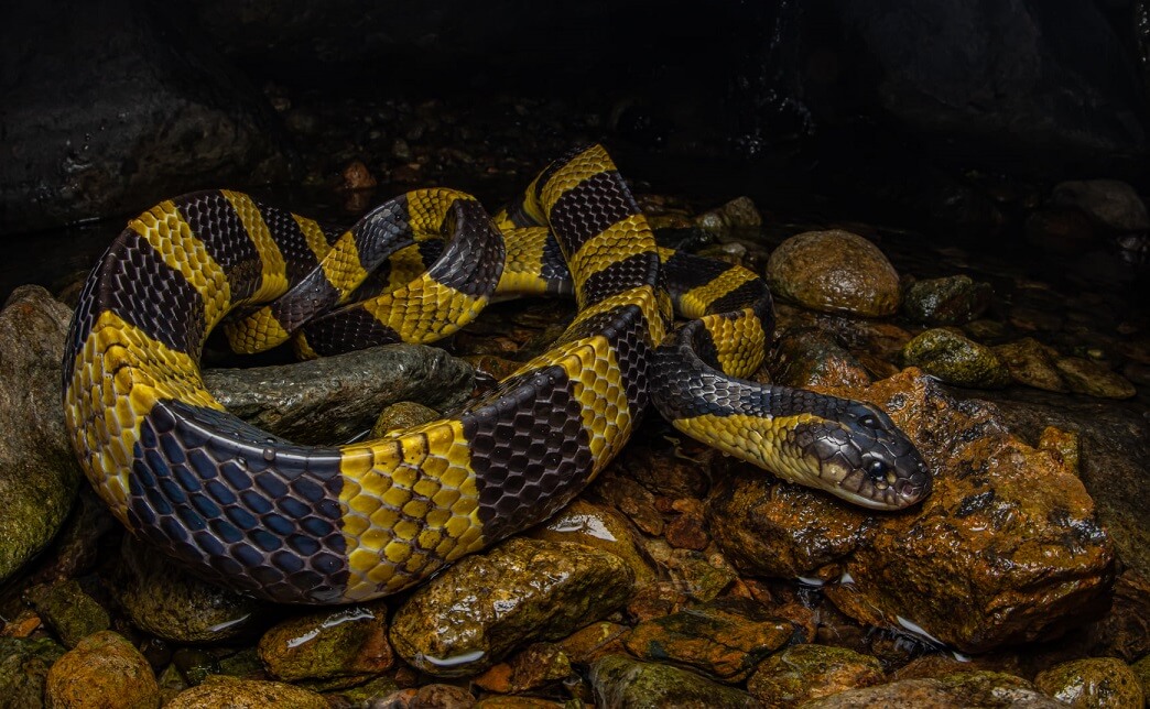 20 Most Venomous Snakes Deadliest Snakes Ranked By Venom Everything