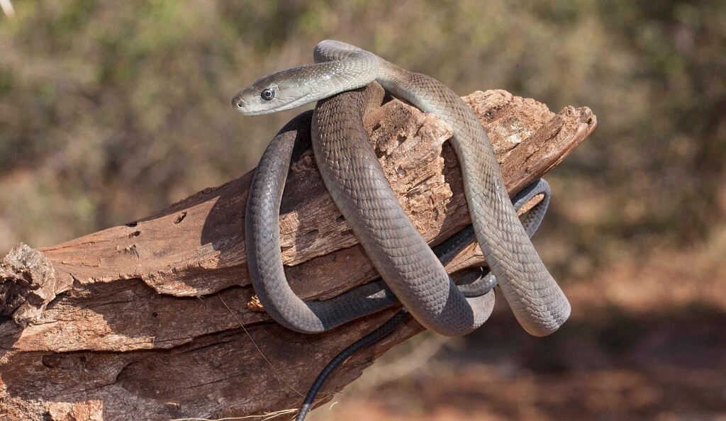 20 Most Venomous Snakes Deadliest Snakes Ranked By Venom Everything